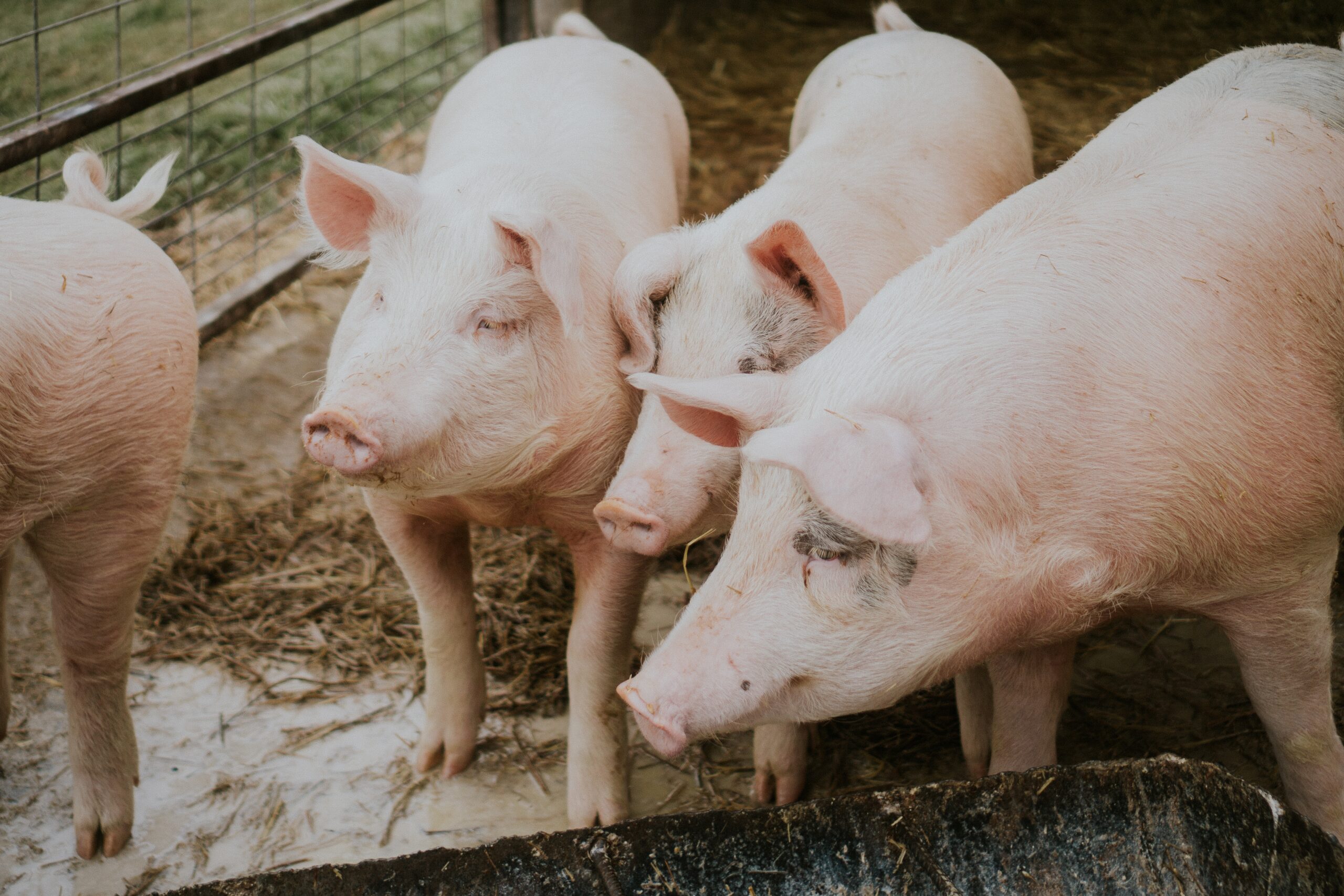 EXPORTAÇÕES DE CARNE SUÍNA CRESCEM