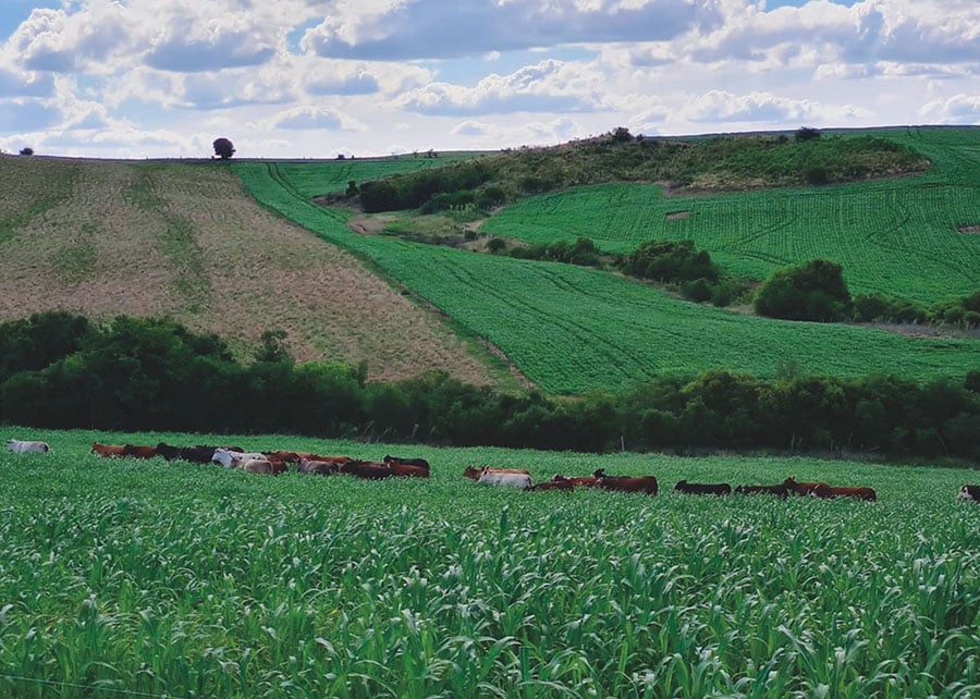 O solo é um dos recursos mais impactados por esse trabalho, com o aumento rápido e progressivo da fertilidade, a partir da aplicação dos processos e tecnologias do sistema integrado proposto, em que a fase peculiar cumpre um papel importante nesse sentido. O Sistema Plantio Direto e o Sistema Pasto sobre Pasto estão na base desses processos.