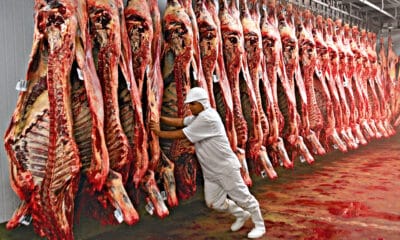 Especialistas atualizam projeções de exportação mundial de carne bovina para 2023 e 2024