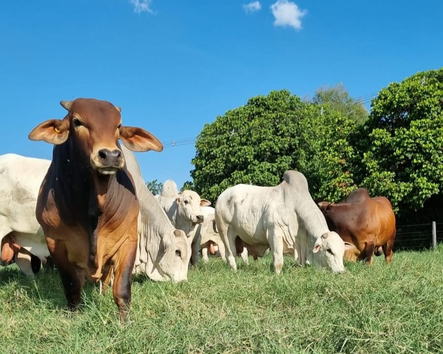 genética bovina atende exigências da indústria de produção de carne