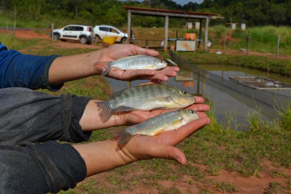 Boletim do Instituto de Pesca publica estudos sobre Aquicultura Multitrófica Integrada e Bioflocos