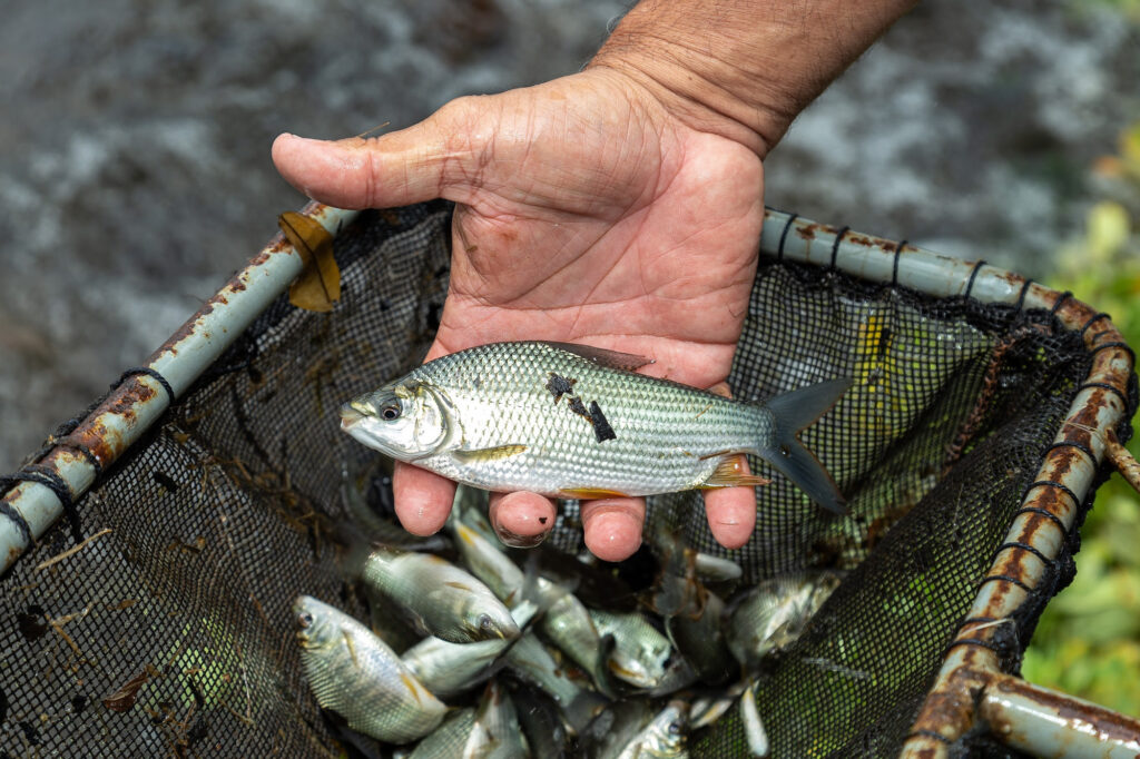 Empresa de energia solta 1 milhão de peixes no rio Paraná