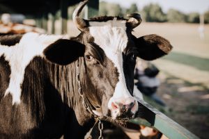 A importância do diagnóstico da Tuberculose Bovina