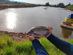 Chegada de pescados importados ameaçam a tilapicultura brasileira