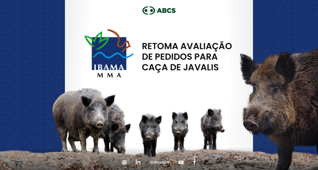 Ibama retoma avaliação de pedidos para caça de javalis