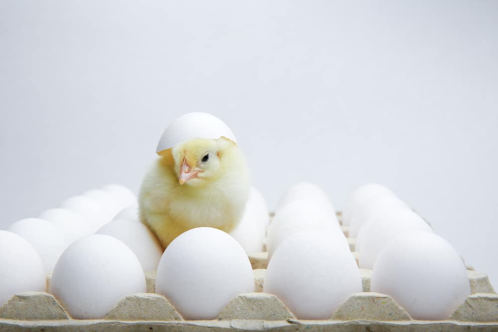 Exportações de material genético avícola crescem 10,1% em 2024