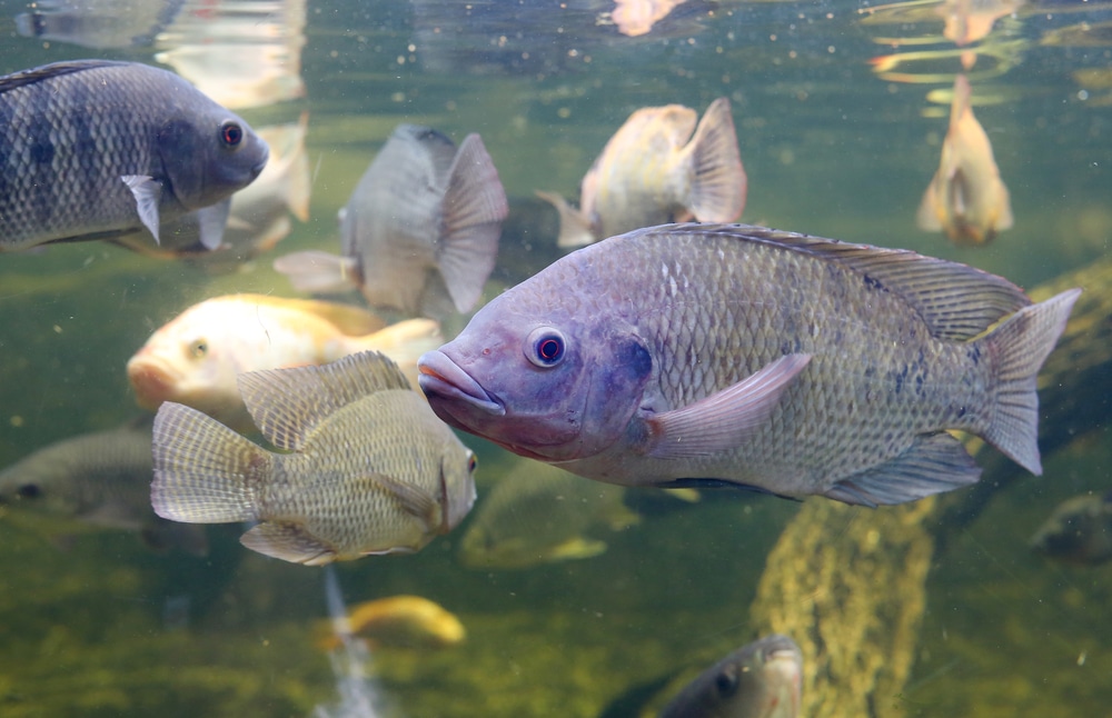 Núcleo de Pesquisa Pescado para Saúde inicia etapa experimental para produzir tilápia mais nutritiva