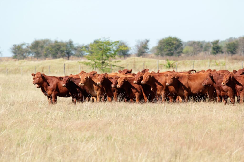 Preços obtidos na exportação total de carne bovina continuaram em queda em março, diz ABRAFRIGO