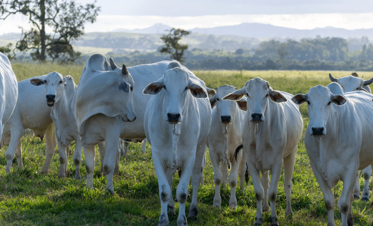 Abertura de mercado de bovinos e bubalinos para reprodução no Gabão