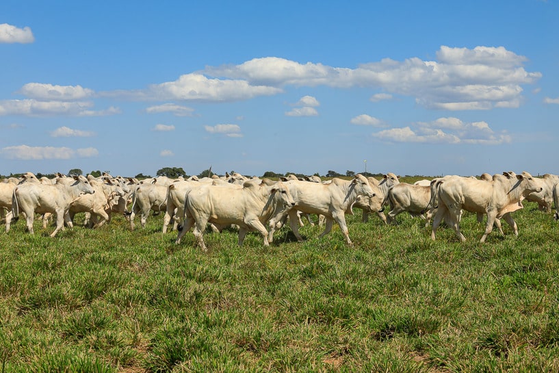 Fazenda Conforto recebe chancela de fundo de impacto europeu e vai investir US$ 5 milhões em sustentabilidade