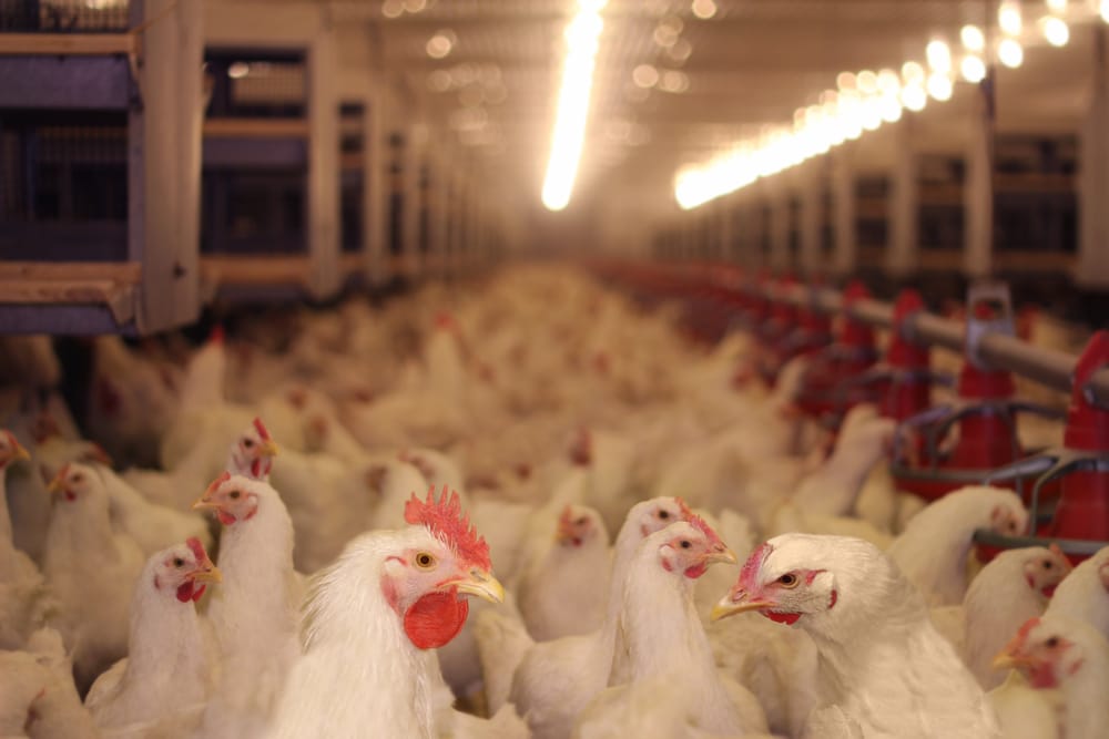 Média de exportações de carne de frango indica resultado positivo para 2024