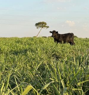 Período de seca exige atenção à suplementação do gado