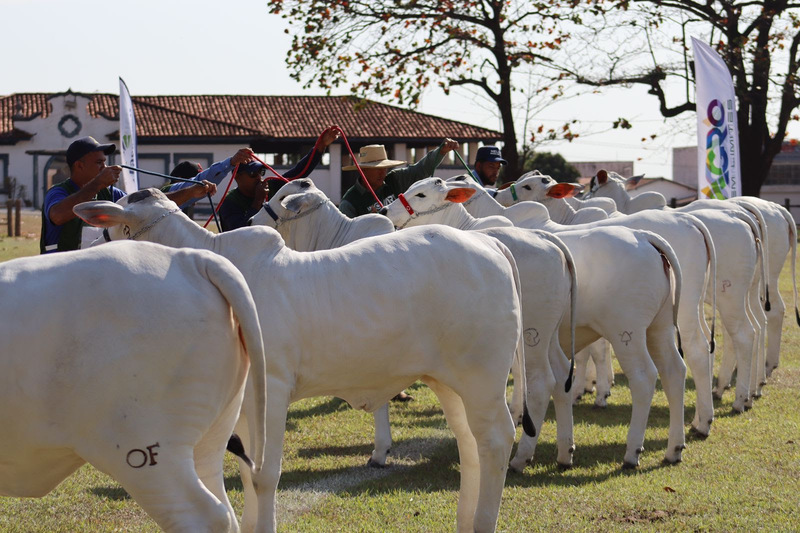 exposição de bovinos, esportes equestres e palestras técnicas movimentam a 2ª Agro Sem Limites, em setembro