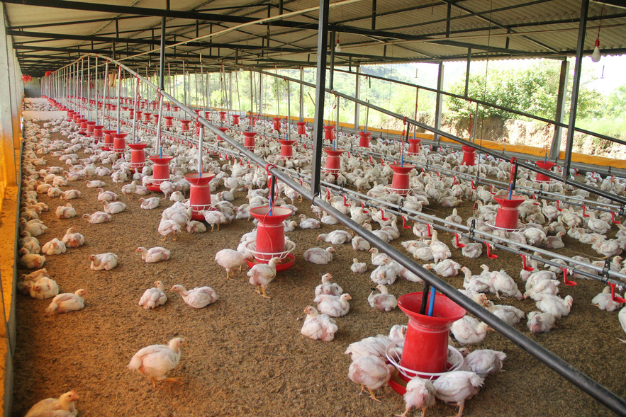 Microrganismos contribuem para nutrição e saúde de aves e suínos