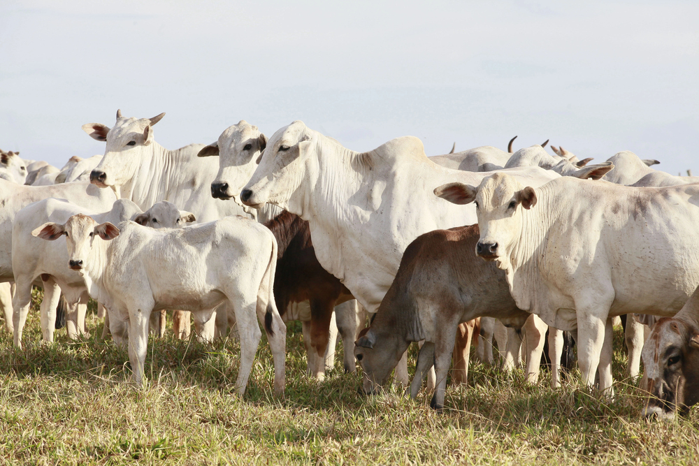 Brasil avança em negociações de proteínas para o México