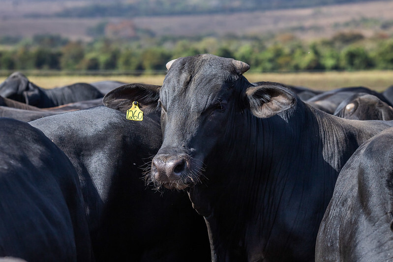 CNA levanta custos de produção da pecuária de corte em RS