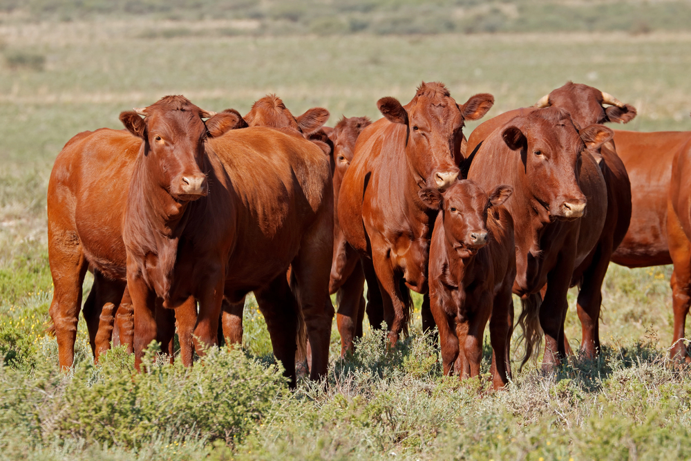 Como enfrentar a resistência aos antiparasitários em bovinos