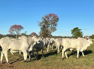 Exposição de animais reforça qualidade genética da pecuária brasileira na Feicorte 2024