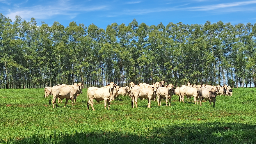 Maximizar oportunidades, elevando os níveis de eficiência: Os benefícios das ações e programas de relacionamento da Minerva Foods