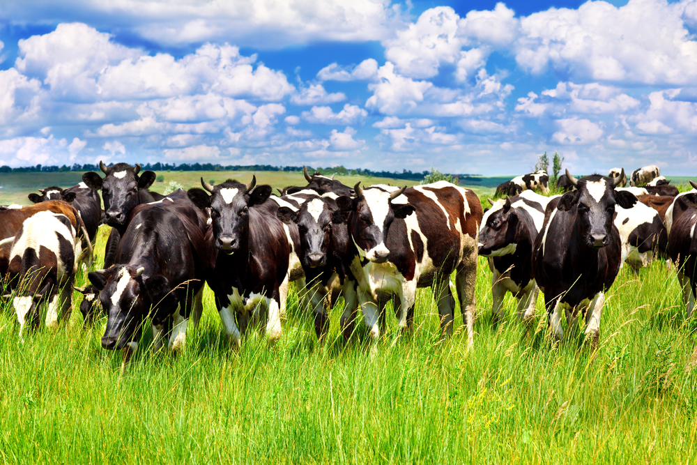 EXPORTAÇÕES TOTAIS DE CARNE BOVINA EM SETEMBRO CRESCEM 30%