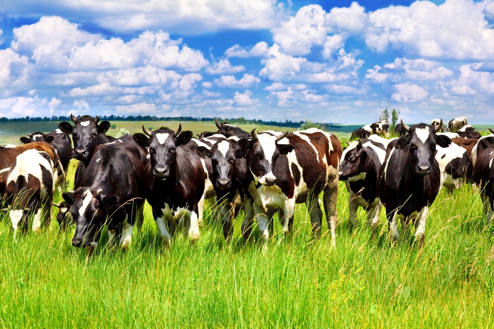 Pecuaristas de Ji-Paraná conhecem inovações para produzir mais arroba por hectare de pasto durante o Conexão Alvorada & Rehagro