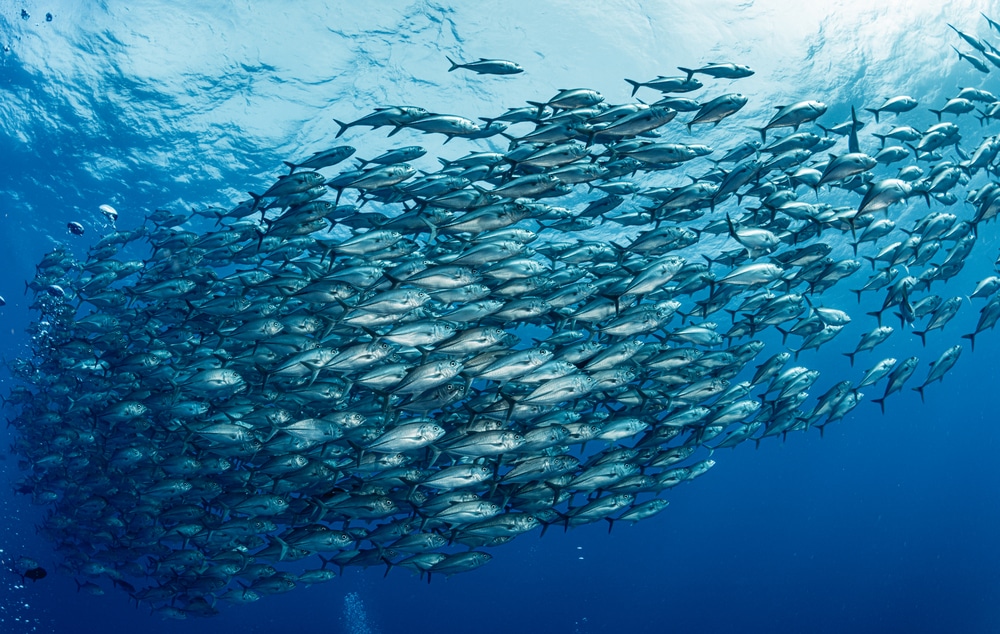 Pesquisadores do Instituto de Pesca expandem colaborações nos EUA