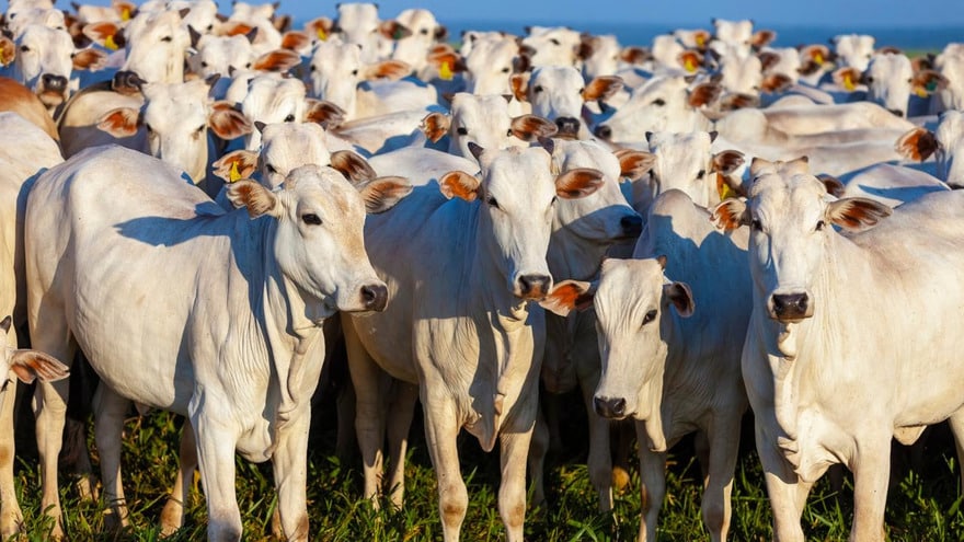 Rebanho bovino no Nordeste cresce 30 % e marca mudança no perfil produtivo