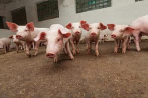 ABPA celebra habilitação de novas plantas de carne suína para o mercado do Peru