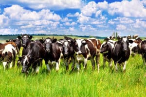 EUA e México importam maiores volumes mensais de carne bovina brasileira da história em abr/25, reforçando posicionamento estratégico do Brasil
