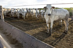 dsm-firmenich apresenta resultados do Censo de Confinamento e avanços no setor pecuário brasileiro