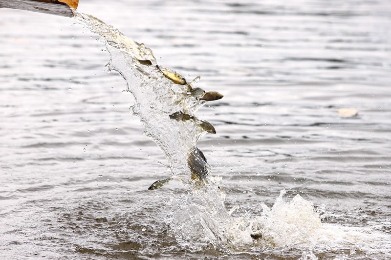 CTG Brasil solta 80 mil peixes da espécie pintado no rio Paraná