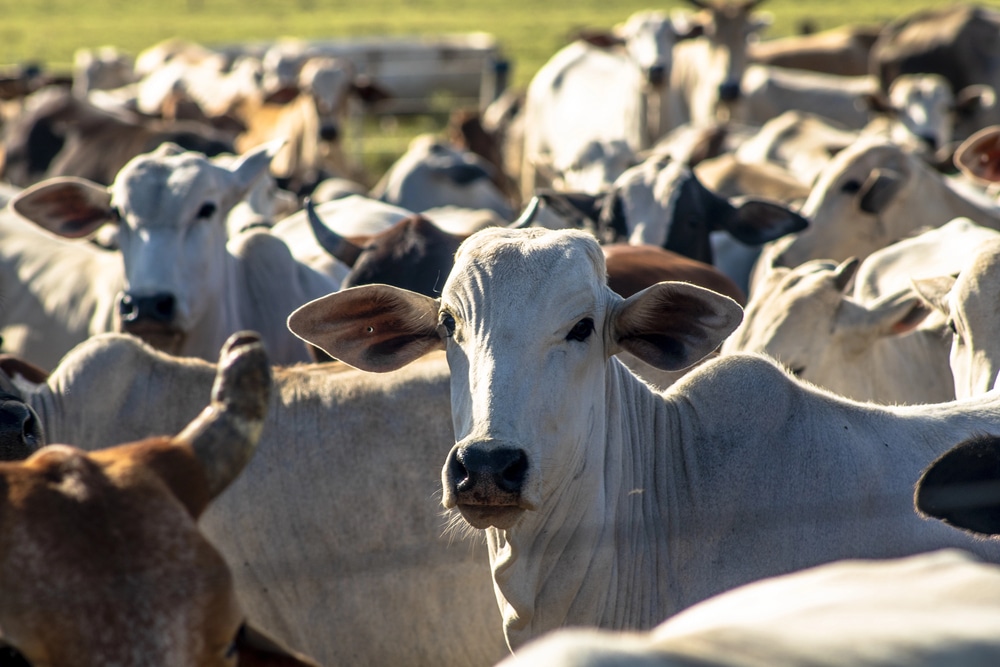 ABRAFRIGO: EXPORTAÇÕES TOTAIS DE CARNE BOVINA EM 2024 SUPERARAM AS 3 MILHÕES DE TONELADAS E A RECEITA FOI A US$ 13,135 BILHÕES