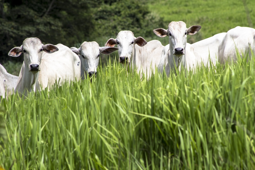 Marfrig é a 1ª colocada entre as empresas de proteína bovina na FAIRR Initiative; BRF tem 7 dos 10 pilares avaliados como baixo risco