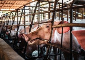 Porcos em Foco: Novo relatório avalia 70% da produção nacional de carne suína em avanços no bem-estar animal