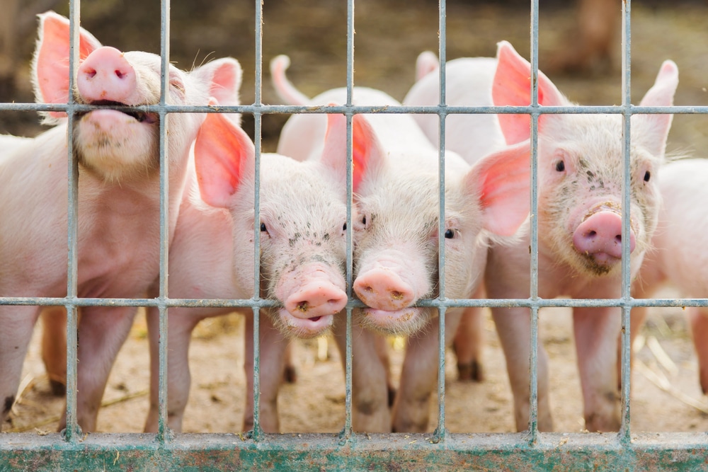 Redução de tarifas deve ampliar comércio de carne suína com Coreia do Sul 