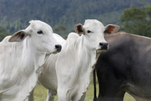 BOLETIM DA CNA ANALISA SANIDADE, BARREIRAS COMERCIAIS E MERCADO DA CARNE BOVINA