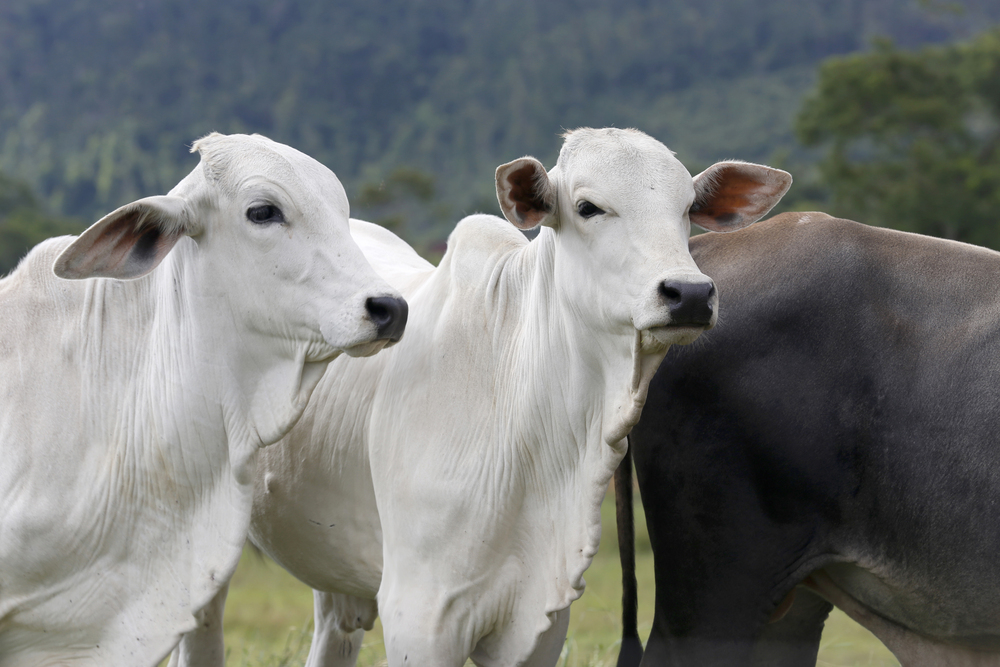 BOLETIM DA CNA ANALISA SANIDADE, BARREIRAS COMERCIAIS E MERCADO DA CARNE BOVINA