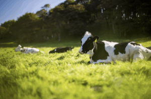 O Brasil acaba de conquistar um dos mais importantes marcos sanitários da sua história agropecuária. Nesta quinta-feira (29), durante a 92ª Sessão Geral da Assembleia Mundial da Organização Mundial de Saúde Animal (OMSA), em Paris, o país foi oficialmente reconhecido como livre da febre aftosa sem vacinação. A certificação internacional foi entregue após o cumprimento dos critérios exigidos pela entidade, como a suspensão total da vacinação e a restrição de ingresso de animais vacinados nos Estados brasileiros por um período mínimo de 12 meses. Desde maio de 2024, o país já havia declarado nacionalmente o fim da imunização — e agora recebe a chancela que reforça sua credibilidade internacional.