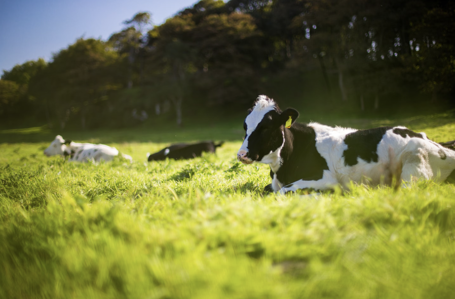 O Brasil acaba de conquistar um dos mais importantes marcos sanitários da sua história agropecuária. Nesta quinta-feira (29), durante a 92ª Sessão Geral da Assembleia Mundial da Organização Mundial de Saúde Animal (OMSA), em Paris, o país foi oficialmente reconhecido como livre da febre aftosa sem vacinação. A certificação internacional foi entregue após o cumprimento dos critérios exigidos pela entidade, como a suspensão total da vacinação e a restrição de ingresso de animais vacinados nos Estados brasileiros por um período mínimo de 12 meses. Desde maio de 2024, o país já havia declarado nacionalmente o fim da imunização — e agora recebe a chancela que reforça sua credibilidade internacional.