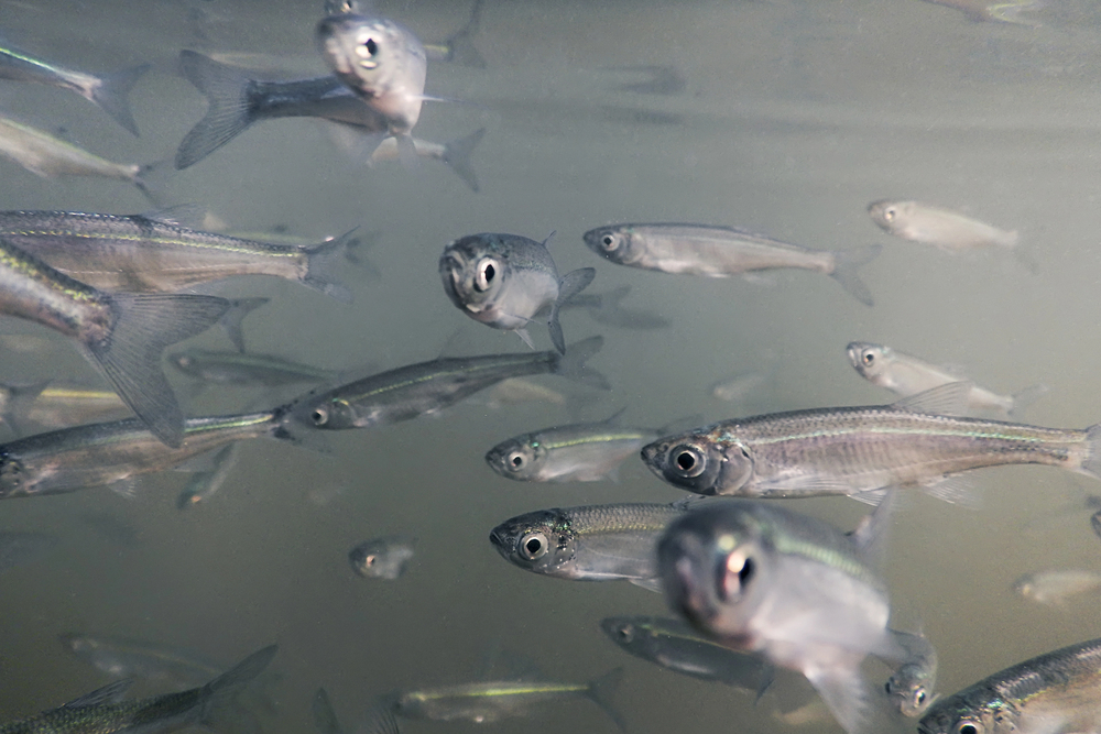 Instituto de Pesca orienta manejo de espécies durante o inverno