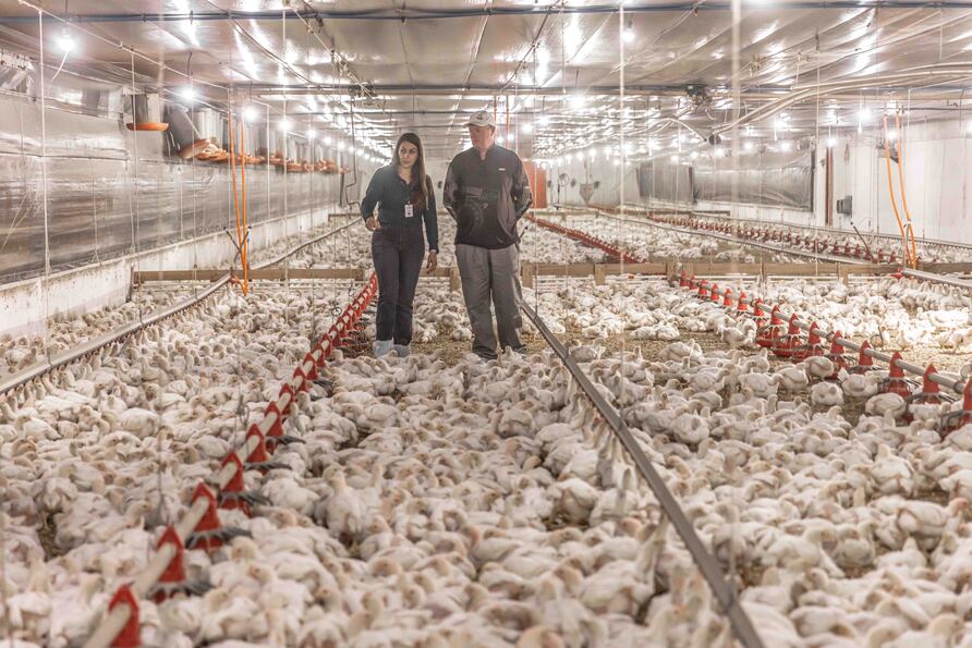 Aurora Coop reforça compromisso com o bem-estar animal e investe mais de R$ 1,4 bilhão em melhorias na cadeia produtiva