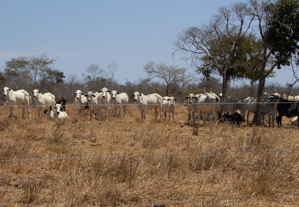 CONACARNE REÚNE ESPECIALISTAS PARA DEBATER O FUTURO DA CARNE BOVINA