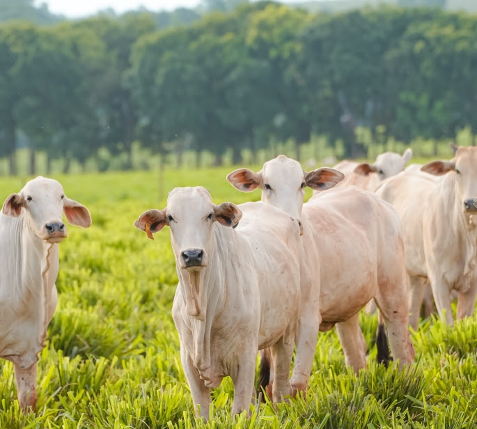 Secretaria de Agricultura do Rio de Janeiro e Rede ILPF assinam acordo para expansão do Sistema Integração-Lavoura-Pecuária-Floresta no estado