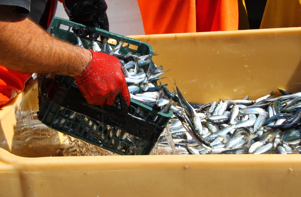 ABIPESCA defende setor pesqueiro brasileiro em audiência nos EUA contra tarifas injustas