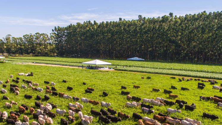 Expointer: Programa Integra quer ampliar área de ILPF no RS