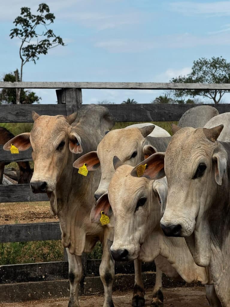JBS já entregou mais de 120 mil brincos para rastreamento de rebanho a pecuaristas