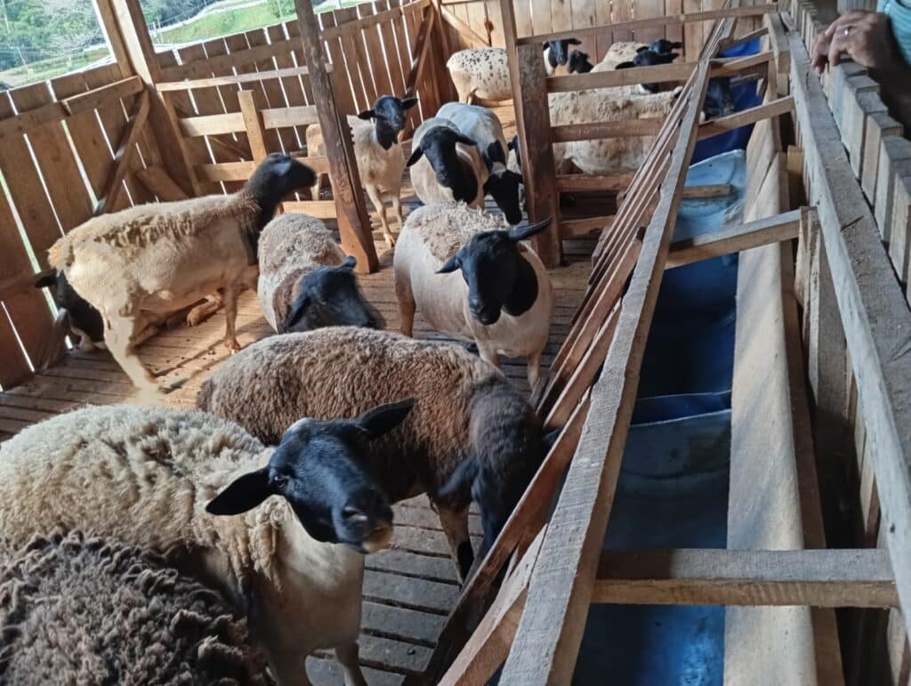 Parceria entre Sebrae/SC e Prefeitura Municipal de Chapecó impulsiona criação de ovinos e caprinos