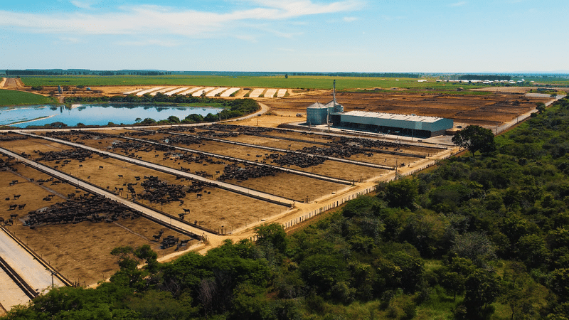 Pecuária circular impacto na mesa do brasileiro, no meio ambiente e nos custos