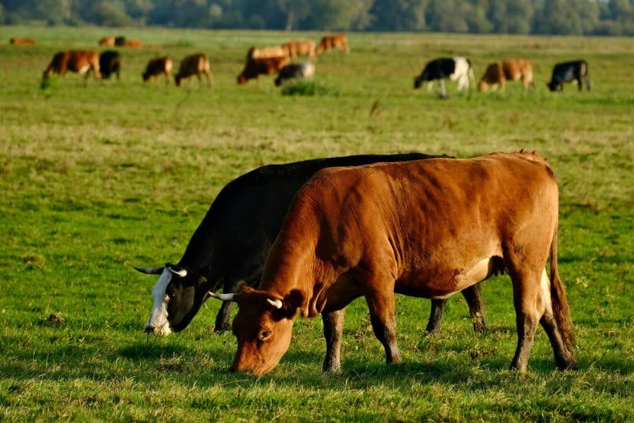 ABRAFRIGO RECONHECE E VALORIZA AÇÕES QUE LEVARAM À QUEDA DA TARIFA DE 40% SOBRE A CARNE BOVINA BRASILEIRA