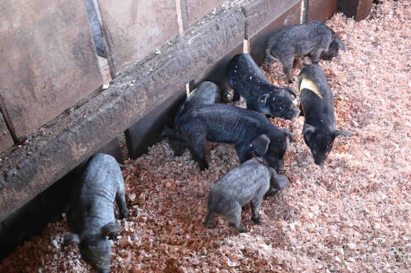 Produtor de porco Moura recebe visita do Sebrae/SC e Serasa Experian/SP para apresentar modelo de produção sustentável